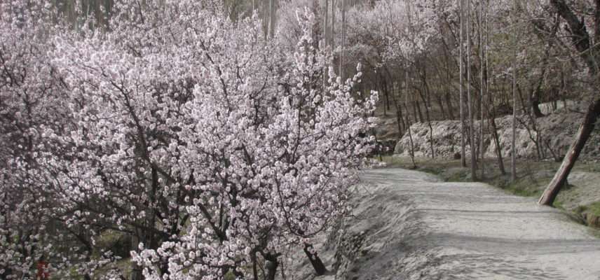 The Shangri-la & Fairy Meadows(4